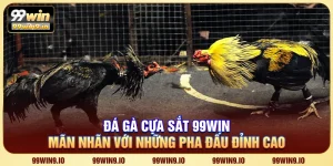 Đá gà cựa sắt 99WIN - Đấu trường chiến kê đỉnh cao