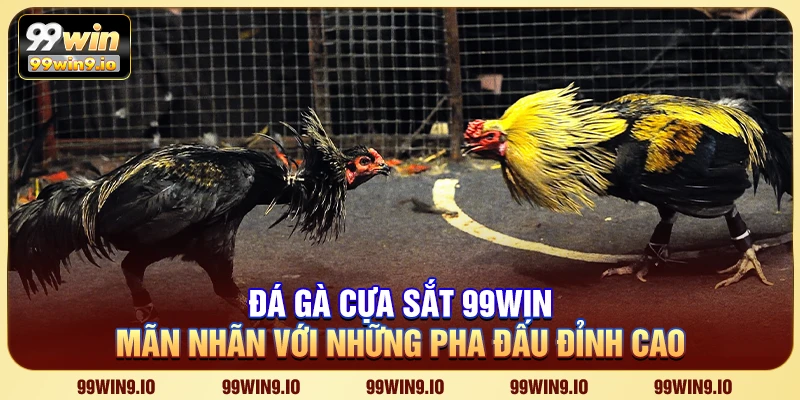 Đá gà cựa sắt 99WIN - Đấu trường chiến kê đỉnh cao