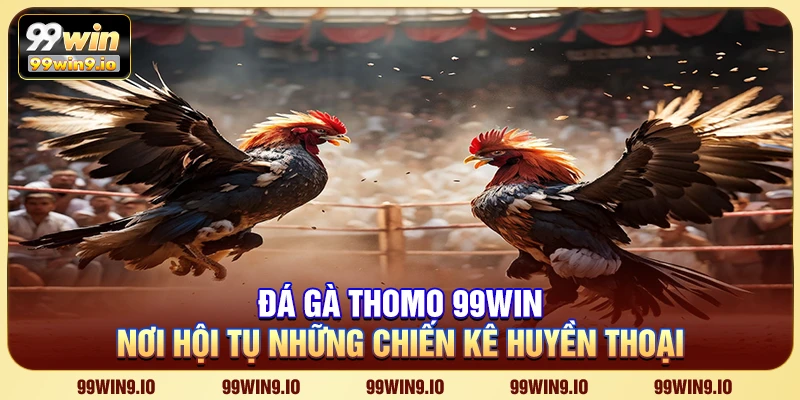 Đá gà Thomo 99WIN - Nơi hội tụ những chiến kê huyền thoại