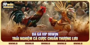 Đá gà VIP 99WIN – Trải nghiệm cá cược chuẩn thượng lưu