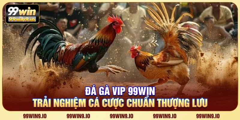 Đá gà VIP 99WIN – Trải nghiệm cá cược chuẩn thượng lưu