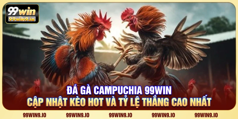 Đá gà Campuchia 99WIN – Tỷ lệ cược hấp dẫn dành cho cao thủ