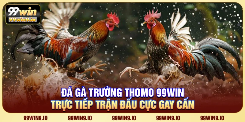 Đá gà trường Thomo 99WIN – Trực tiếp trận đấu cực gay cấn