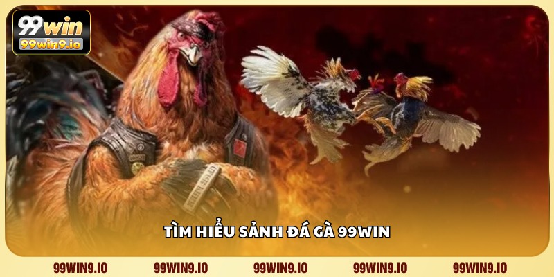 Tìm hiểu sảnh Đá Gà 99WIN