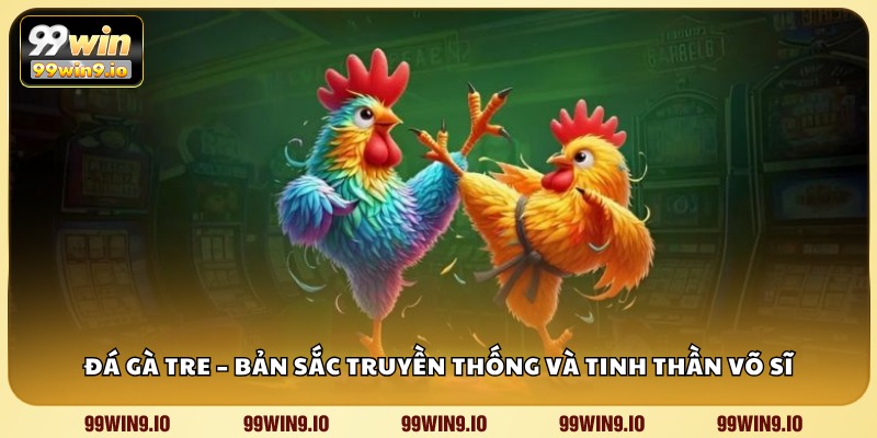 Đá gà tre – Bản sắc truyền thống và tinh thần võ sĩ