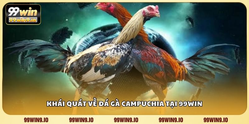 Khái quát về đá gà Campuchia tại 99WIN