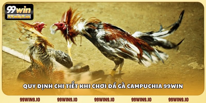 Quy định chi tiết khi chơi đá gà Campuchia 99WIN