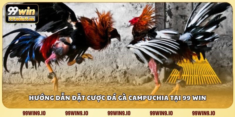 Hướng dẫn đặt cược đá gà Campuchia tại 99 WIN