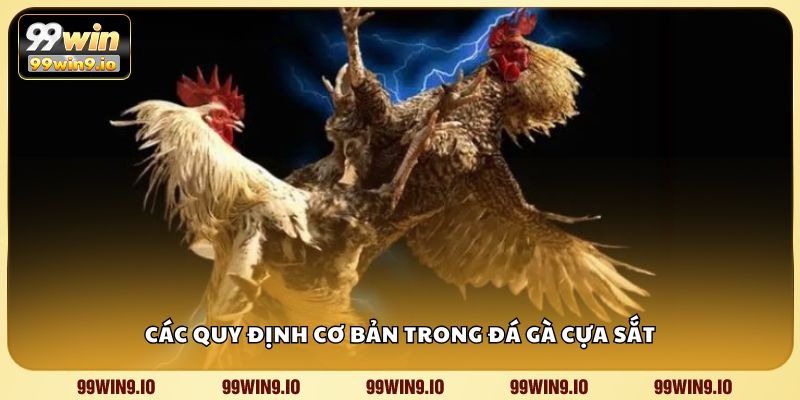 Các quy định cơ bản trong đá gà cựa sắt