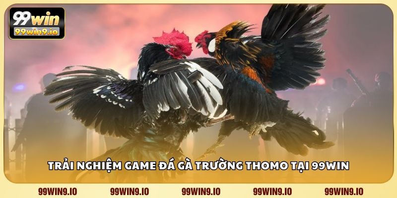 Trải nghiệm game đá gà trường Thomo tại 99WIN