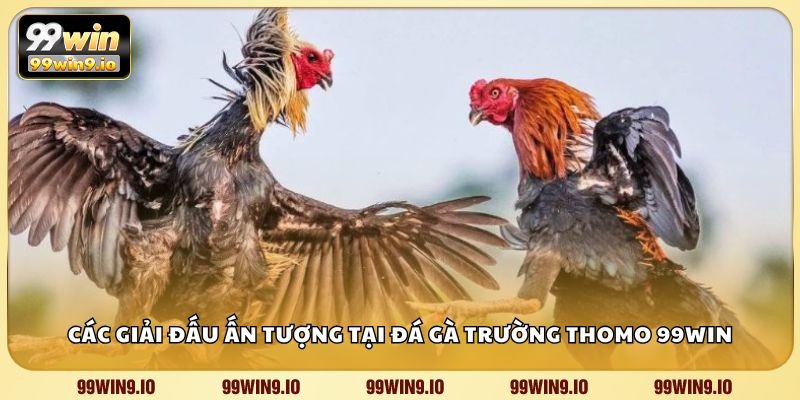 Các giải đấu ấn tượng tại đá gà trường Thomo 99WIN