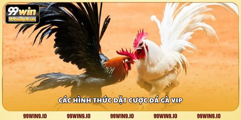 Các hình thức đặt cược đá gà VIP